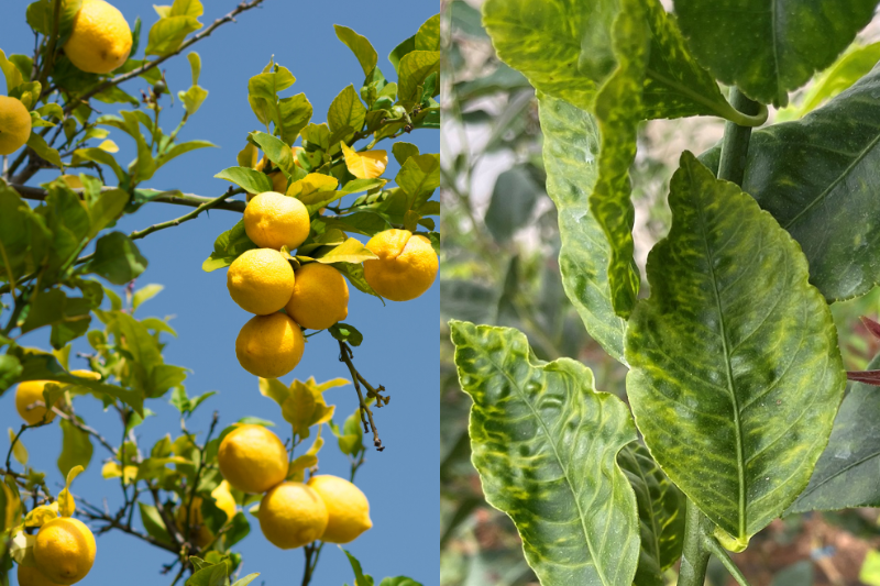 clorosis en limonero