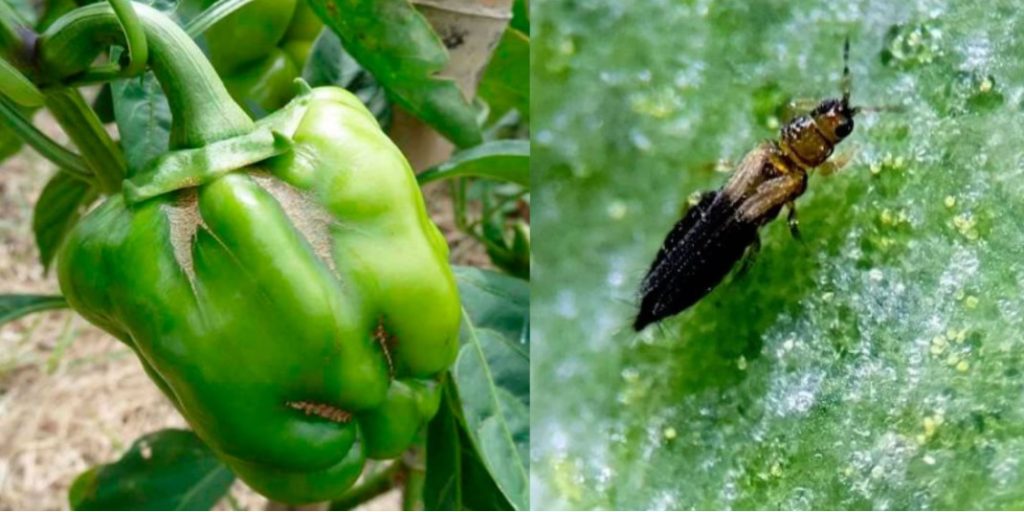 Thrips parvispinus pimiento Trips parvispinus pimiento
