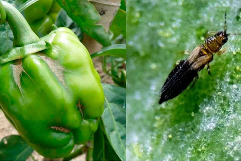 trips parvispinus pimiento